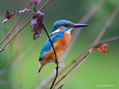 Eisvogel