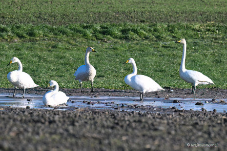 Singschwan