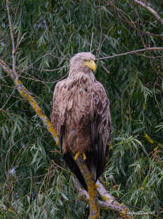 Seeadler