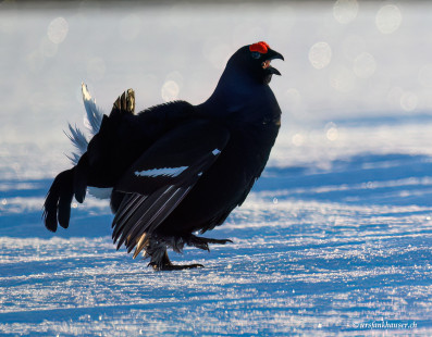 Birkhahn