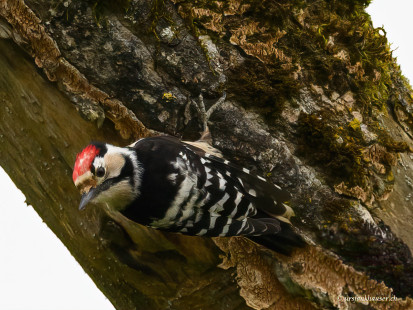 Kleinspecht