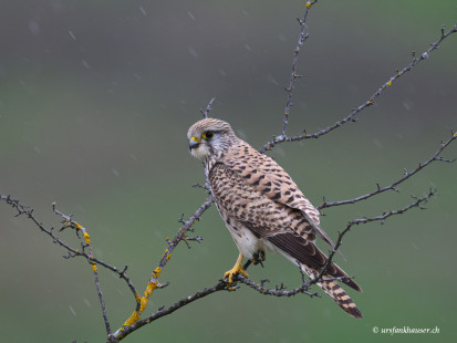 Turmfalke