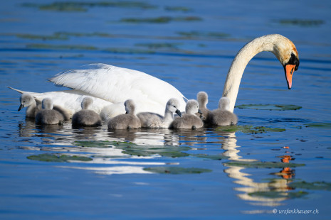 Höckerschwan