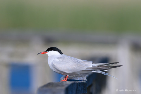 Flussseeschwalbe