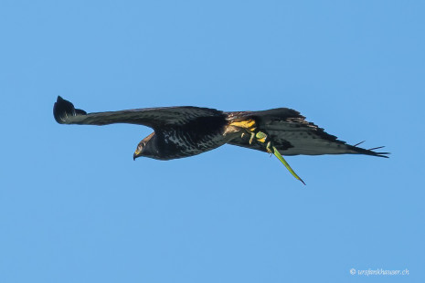 Mäusebussard