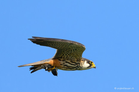 Baumfalke