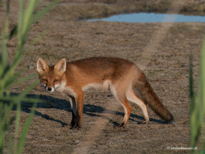 Fuchs