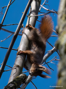 Eichhörnchen