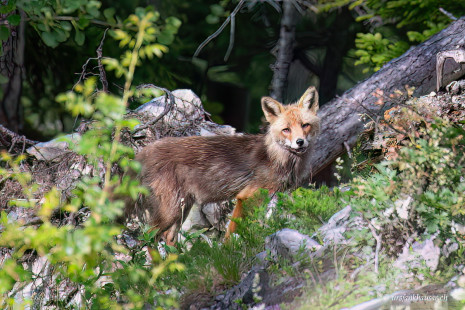 Fuchs