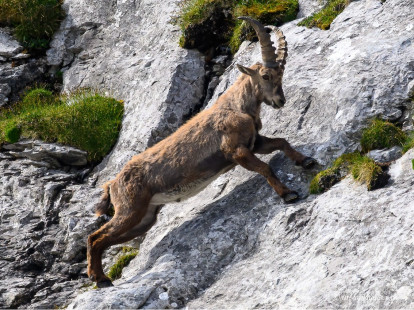 Steinbock