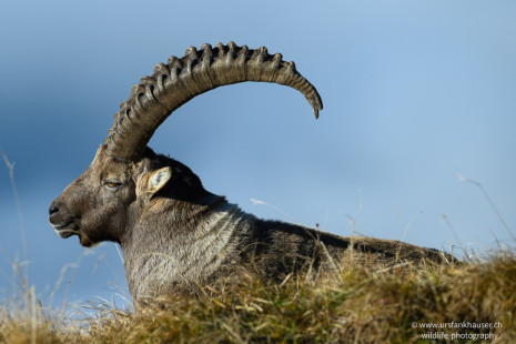 Alpensteinbock