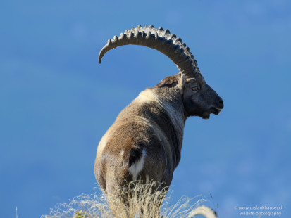 Alpensteinbock