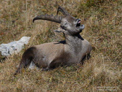 Alpensteinbock