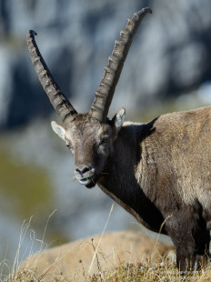 Alpensteinbock