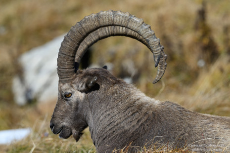 Alpensteinbock