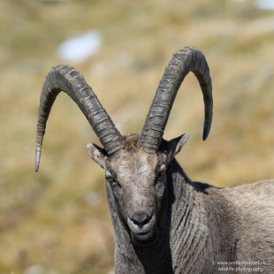 Alpensteinbock