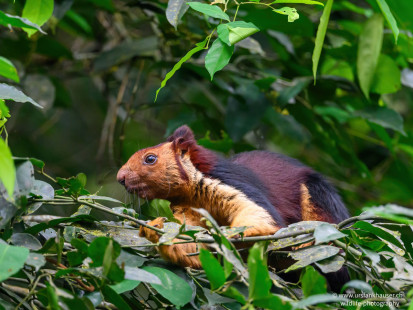Königsriesenhörnchen