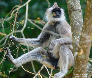 Hanuman-Langur