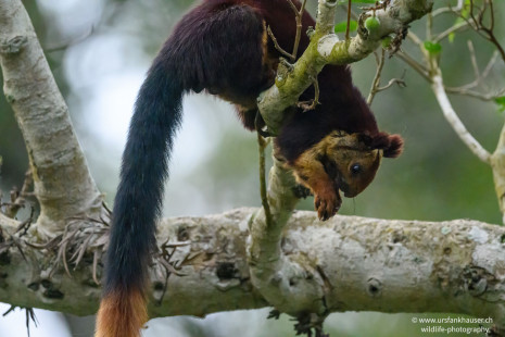 Königsriesenhörnchen