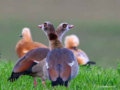 Nilgans