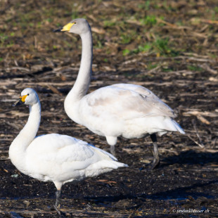 Zwergschwan +Singschwan