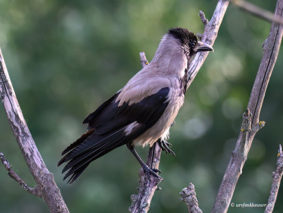 Nebelkrähe