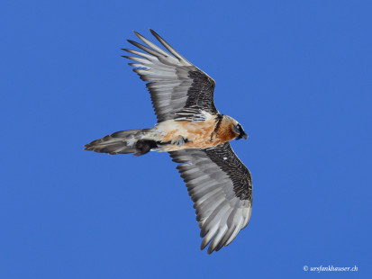 Bartgeier mit Knochen