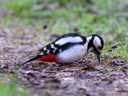 Buntspecht