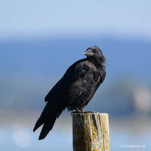 Rabenkrähe