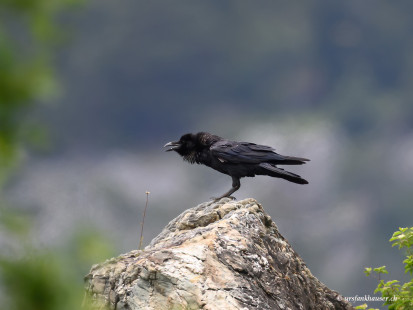Kolkrabe