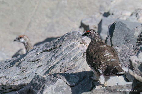 Alpenschneehuhn