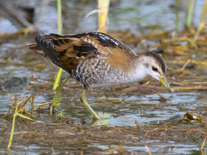 Kleines Sumpfhuhn