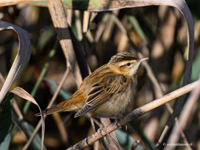 Schilfrohrsänger
