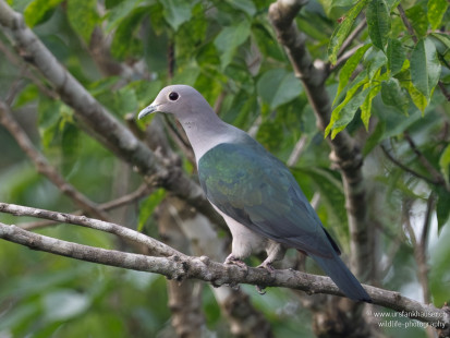 Bronzefruchttaube Green Imperial-Pigeon