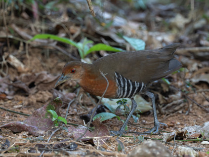 Graubeinralle Slaty-legged Crake