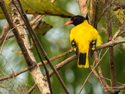 Bengalenpirol Black-hooded Oriole