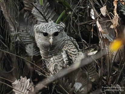 Nepaluhu Spot-bellied Eagle-Owl