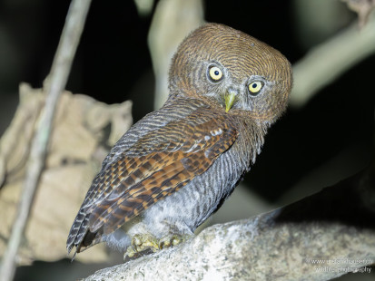 Dschungelzwergkauz Jungle Owlet