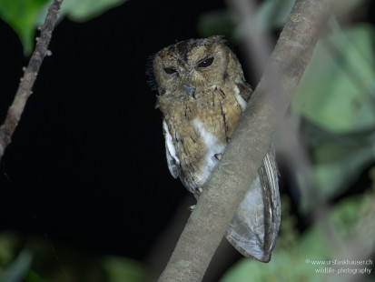 Halsband Zwergohreule Coll Scops-Owl