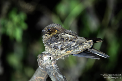 Maharadscha Nachtschwalbe Jerdon's Nightjar
