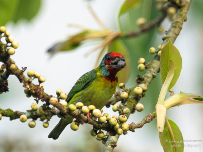 Malabarbartvogel Malabar Barbet