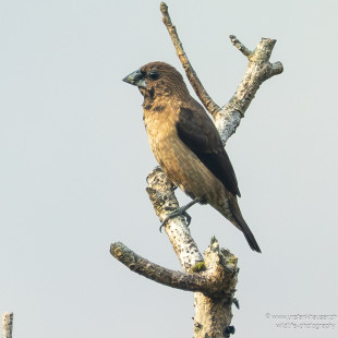 Bergbronzemännchen Black-throated Munia