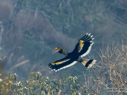 Doppelhornvogel Great Hornbill