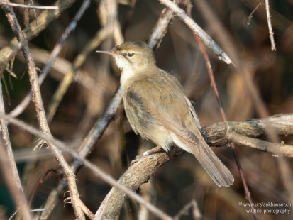 Buschrohrsänger Blyth's Reed Warbler