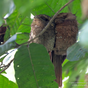 Ceylonschwalm Sri Lanka Frogmouth