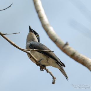 Malabarvanga Malabar Woodshrike