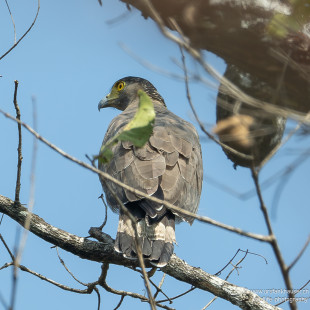 Schopfwespenbussard Oriental Honey-buzzard