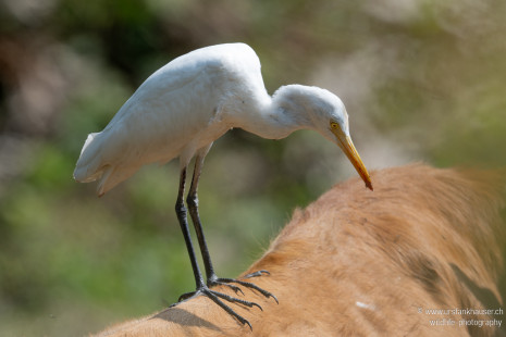 Koromandelkuhreiher Eastern Cattle-Egret
