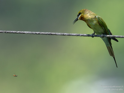 Blauschwanzspint Blue-tailed Bee-eater