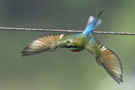 Blauschwanzspint Blue-tailed Bee-eater